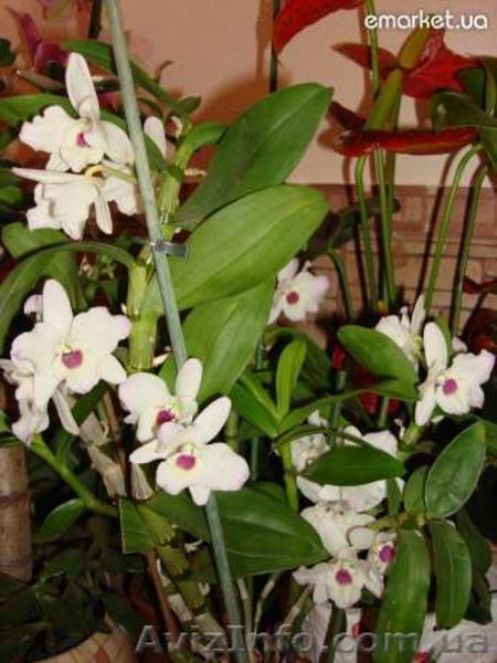 продам комнатные растения,ОРХИДЕИ и другие - <ro>Изображение</ro><ru>Изображение</ru> #3, <ru>Объявление</ru> #652384