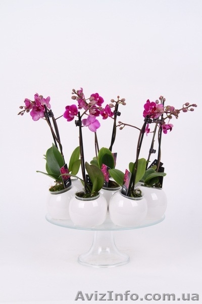 Продажа орхидей. Доставка бесплатная.  - <ro>Изображение</ro><ru>Изображение</ru> #1, <ru>Объявление</ru> #657509