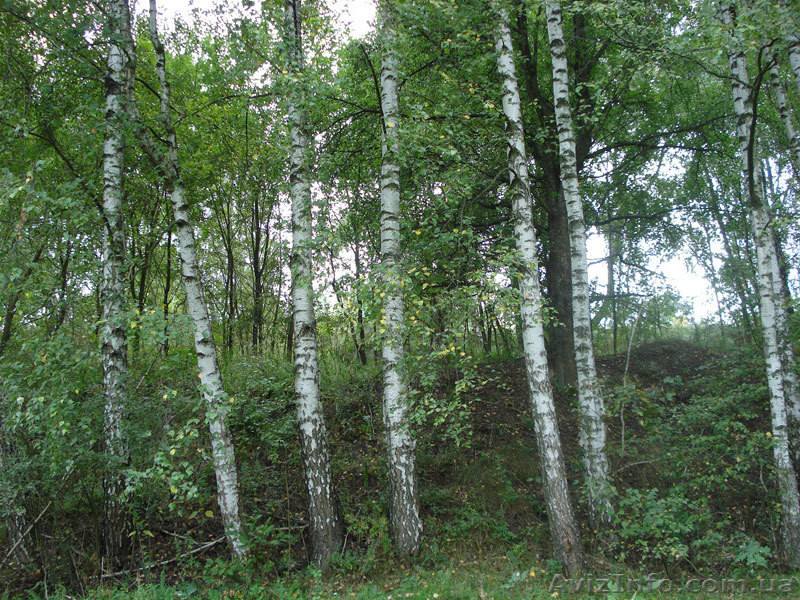 Продам/обменяю участок  - <ro>Изображение</ro><ru>Изображение</ru> #3, <ru>Объявление</ru> #700730