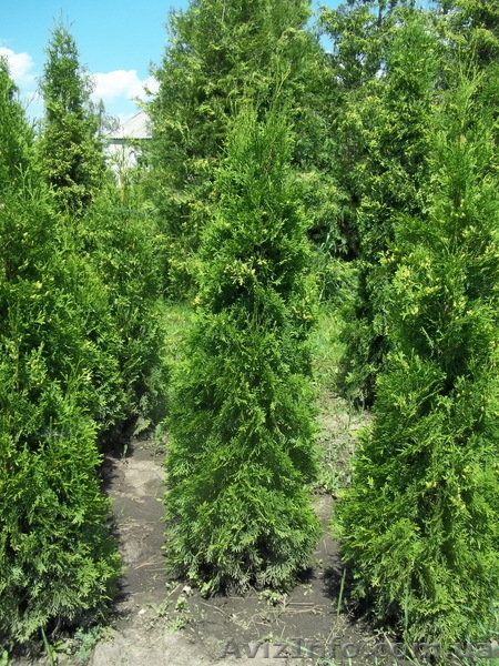 Самшит, туя колоновидная, смарагд, брабант - <ro>Изображение</ro><ru>Изображение</ru> #4, <ru>Объявление</ru> #689057