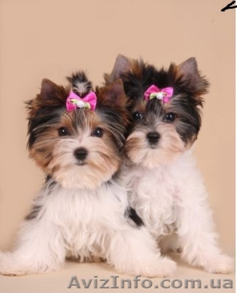 щенки бивер йоркширского терьера - <ro>Изображение</ro><ru>Изображение</ru> #1, <ru>Объявление</ru> #677307