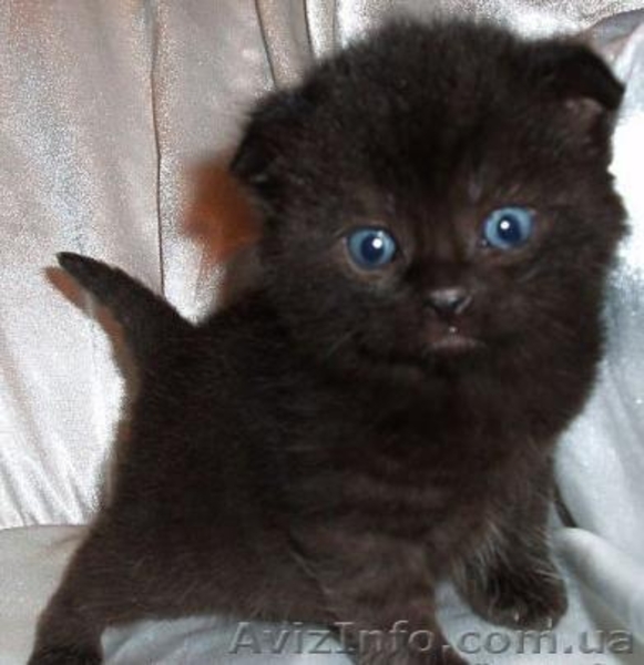 Помогите спасти котят! Остались без мамы... - <ro>Изображение</ro><ru>Изображение</ru> #2, <ru>Объявление</ru> #696628