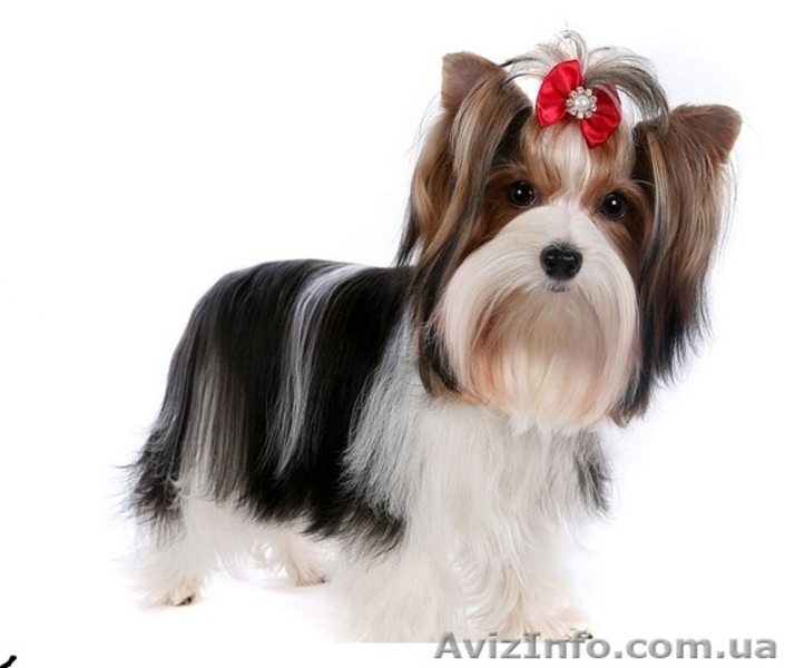 щенки бивер йоркширского терьера - <ro>Изображение</ro><ru>Изображение</ru> #2, <ru>Объявление</ru> #677307