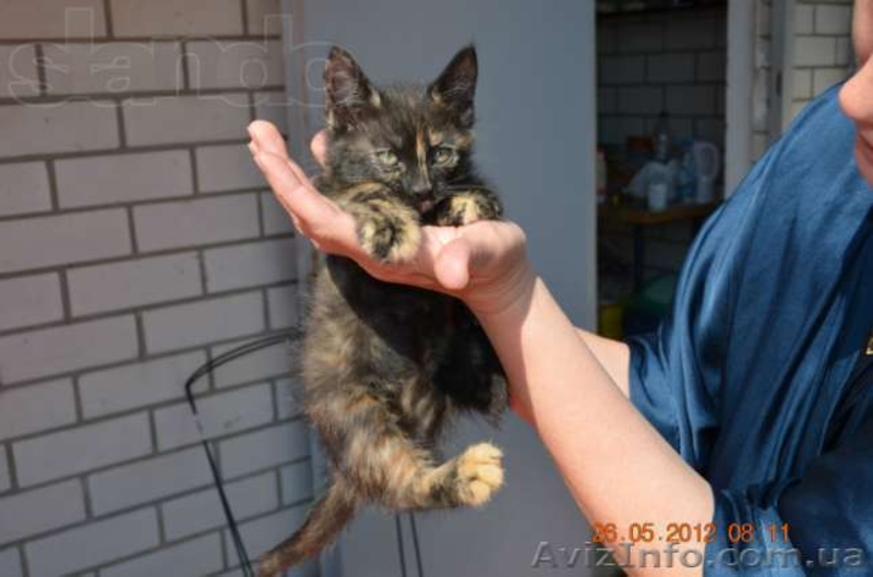 Трёхцветный котёнок с доставкой на дом - <ro>Изображение</ro><ru>Изображение</ru> #2, <ru>Объявление</ru> #701457