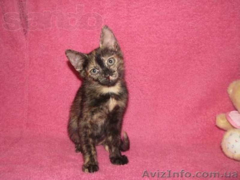 Трёхцветный котёнок с доставкой на дом - <ro>Изображение</ro><ru>Изображение</ru> #1, <ru>Объявление</ru> #701457