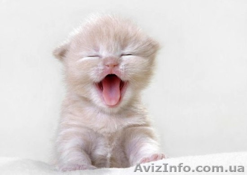 Помогите спасти котят! Остались без мамы... - <ro>Изображение</ro><ru>Изображение</ru> #1, <ru>Объявление</ru> #696628