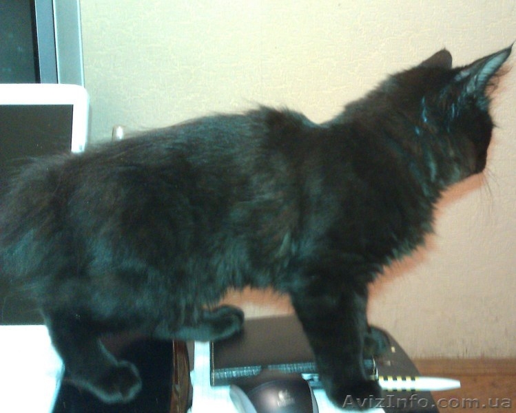 Котик черный бобтейл - <ro>Изображение</ro><ru>Изображение</ru> #4, <ru>Объявление</ru> #684628