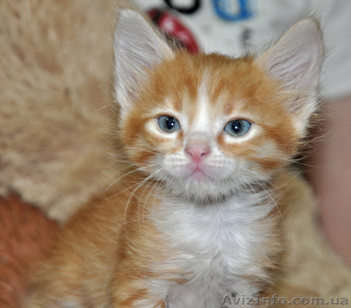 Котятам нужны хозяева  - <ro>Изображение</ro><ru>Изображение</ru> #1, <ru>Объявление</ru> #701174