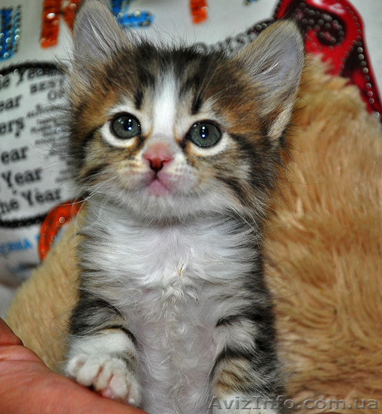 Котятам нужны хозяева  - <ro>Изображение</ro><ru>Изображение</ru> #3, <ru>Объявление</ru> #701174