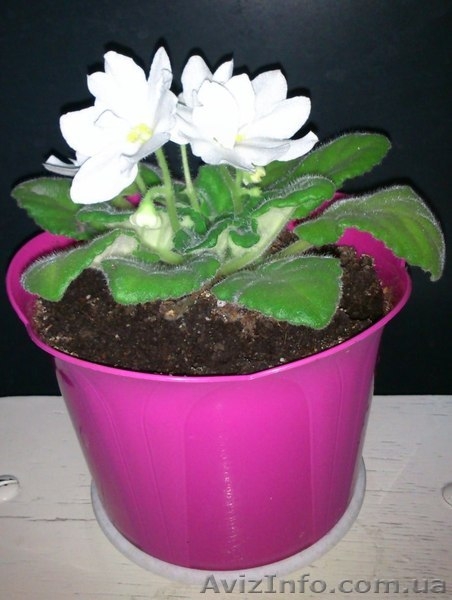 Продаю комнатные растения недорого! - <ro>Изображение</ro><ru>Изображение</ru> #2, <ru>Объявление</ru> #678403