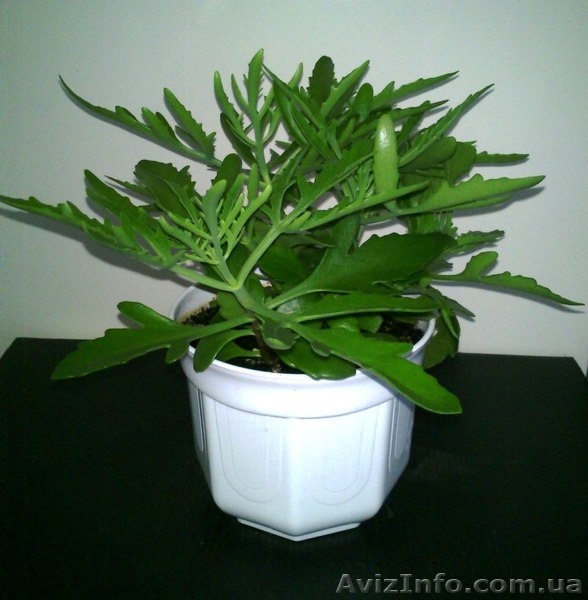 продам каланхое дольчатое (laciniata) - <ro>Изображение</ro><ru>Изображение</ru> #3, <ru>Объявление</ru> #701440