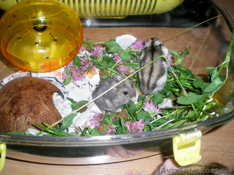 Продам джунгарскую парочку с клеткой (террариум).  - <ro>Изображение</ro><ru>Изображение</ru> #2, <ru>Объявление</ru> #684134