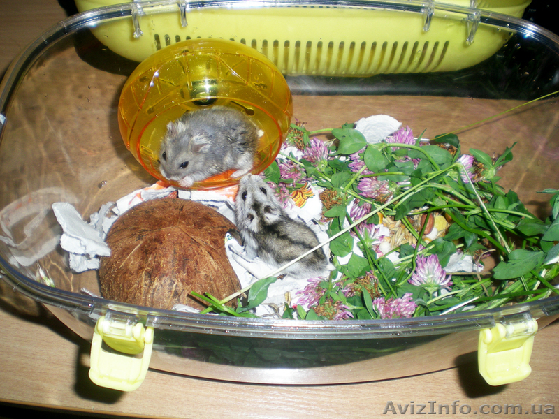 Продам джунгарскую парочку с клеткой (террариум).  - <ro>Изображение</ro><ru>Изображение</ru> #3, <ru>Объявление</ru> #684134