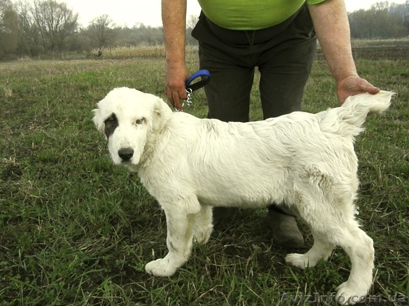 CAO(Среднеазиатская овчарка, алабай) - <ro>Изображение</ro><ru>Изображение</ru> #2, <ru>Объявление</ru> #689015