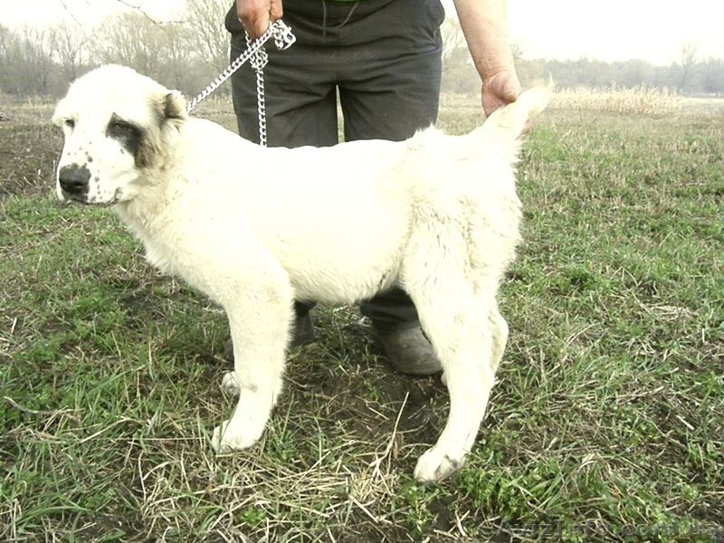 CAO(Среднеазиатская овчарка, алабай) - <ro>Изображение</ro><ru>Изображение</ru> #3, <ru>Объявление</ru> #689015