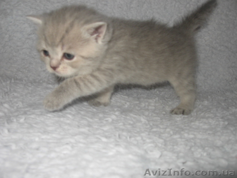 Котята вислоушки и прямоушки ,шотландцы, большой выбор - <ro>Изображение</ro><ru>Изображение</ru> #4, <ru>Объявление</ru> #587556