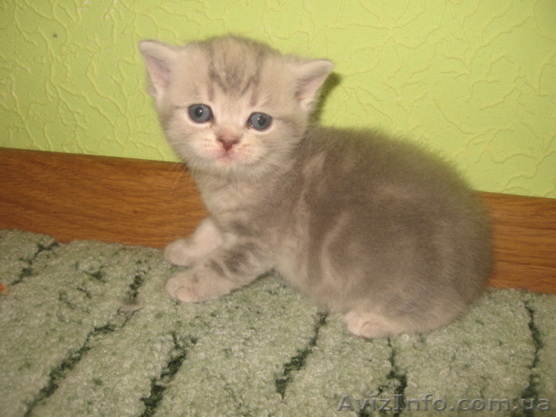 Котята вислоушки и прямоушки ,шотландцы, большой выбор - <ro>Изображение</ro><ru>Изображение</ru> #2, <ru>Объявление</ru> #587556