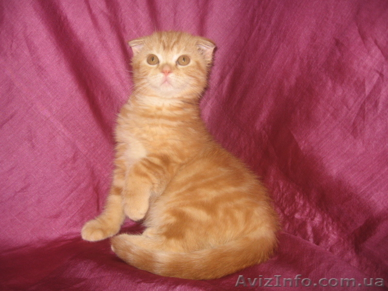 Амира-огненная малышка, шотландская вислоухая - <ro>Изображение</ro><ru>Изображение</ru> #2, <ru>Объявление</ru> #698636