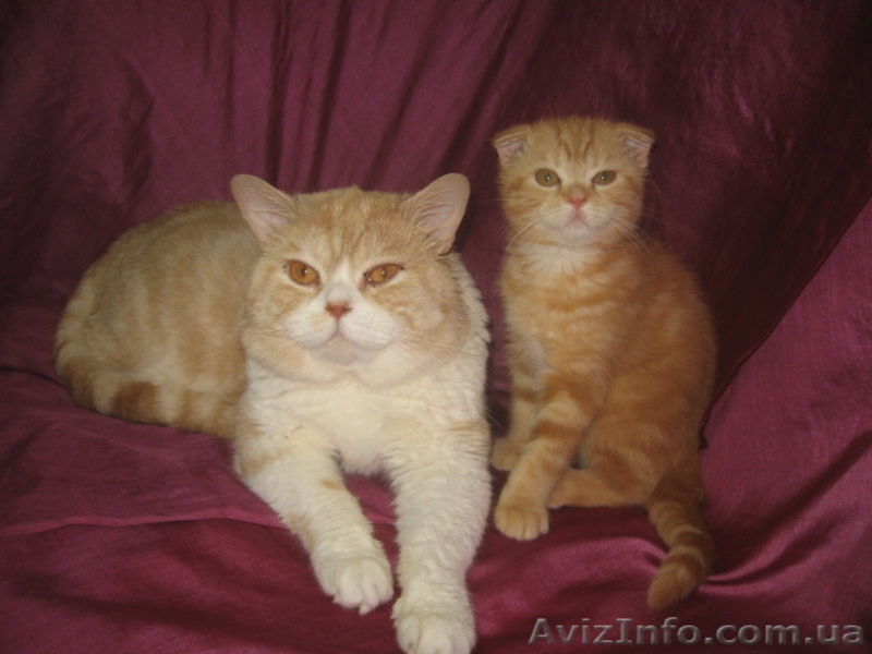 котятки - шотландики - <ro>Изображение</ro><ru>Изображение</ru> #2, <ru>Объявление</ru> #577120