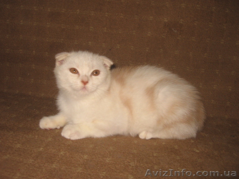 Ананас-улыбчивый котик, шотландский вислоухий - <ro>Изображение</ro><ru>Изображение</ru> #3, <ru>Объявление</ru> #698876