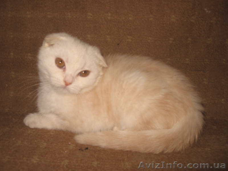 Ангелина-ангелочек, шотландская вислоухая - <ro>Изображение</ro><ru>Изображение</ru> #3, <ru>Объявление</ru> #698481