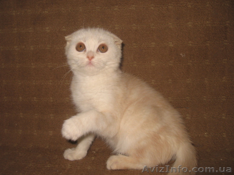 Ангелина-ангелочек, шотландская вислоухая - <ro>Изображение</ro><ru>Изображение</ru> #1, <ru>Объявление</ru> #698481