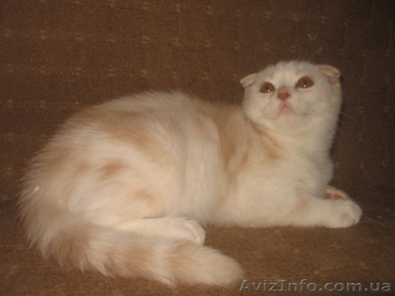 Ананас-улыбчивый котик, шотландский вислоухий - <ro>Изображение</ro><ru>Изображение</ru> #1, <ru>Объявление</ru> #698876