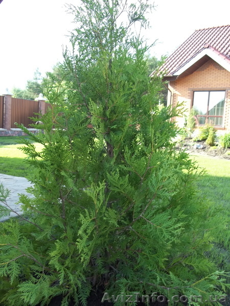 Туя смарагд, колоновидная, брабант - <ro>Изображение</ro><ru>Изображение</ru> #4, <ru>Объявление</ru> #675724