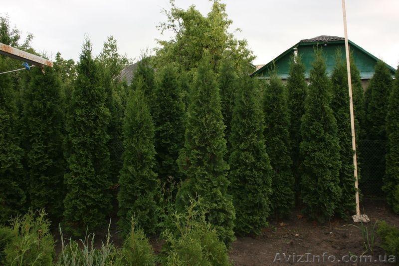 Туя смарагд, колоновидная, брабант - <ro>Изображение</ro><ru>Изображение</ru> #3, <ru>Объявление</ru> #675724