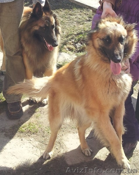 Бельгийская овчарка Тервюрен щенки продам Киев - <ro>Изображение</ro><ru>Изображение</ru> #2, <ru>Объявление</ru> #679697