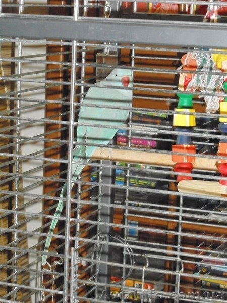 Продам. Ожереловый попугай. - <ro>Изображение</ro><ru>Изображение</ru> #3, <ru>Объявление</ru> #701132