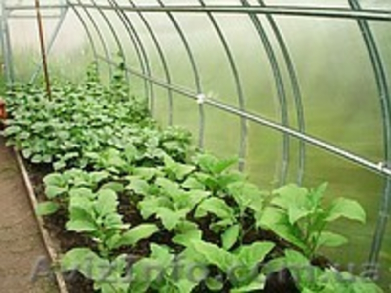 Теплицы по низким ценам от производителя  - <ro>Изображение</ro><ru>Изображение</ru> #2, <ru>Объявление</ru> #680943