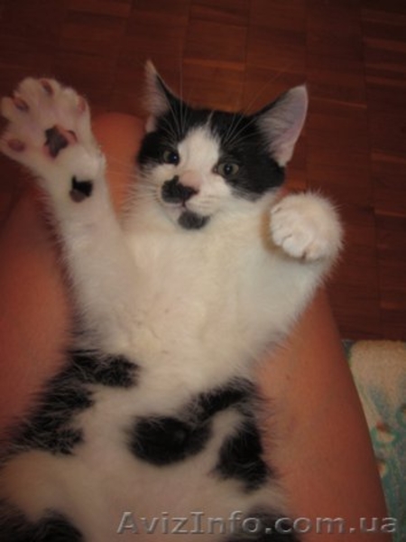 Котенок в добрые руки даром - <ro>Изображение</ro><ru>Изображение</ru> #3, <ru>Объявление</ru> #724198