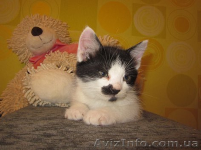 Котенок в добрые руки даром - <ro>Изображение</ro><ru>Изображение</ru> #2, <ru>Объявление</ru> #724198