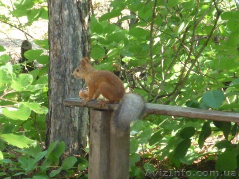 Крым. Недорогой семейный отдых в палаточном лагере на Чёрном море - <ro>Изображение</ro><ru>Изображение</ru> #3, <ru>Объявление</ru> #706415