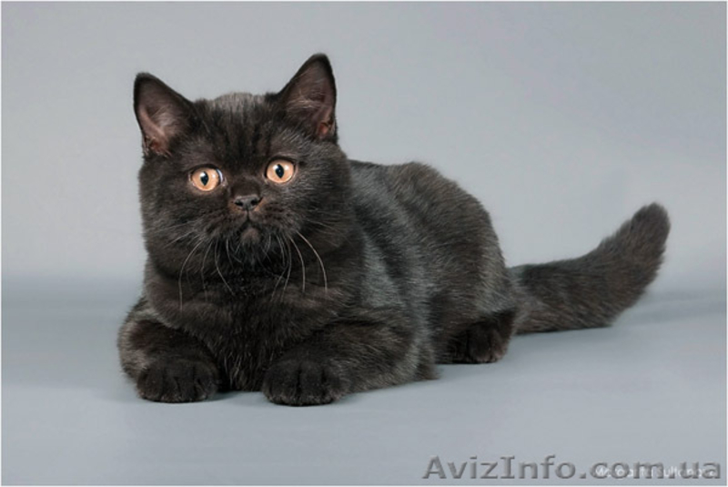 Чудесные британские черные мальчик и девочка - <ro>Изображение</ro><ru>Изображение</ru> #1, <ru>Объявление</ru> #704173