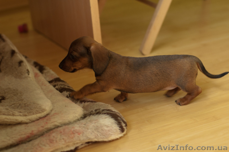 Щенки карликовой гладкошерстной таксы  - <ro>Изображение</ro><ru>Изображение</ru> #1, <ru>Объявление</ru> #718291