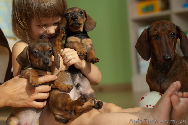 Щенки карликовой гладкошерстной таксы  - <ro>Изображение</ro><ru>Изображение</ru> #4, <ru>Объявление</ru> #718291