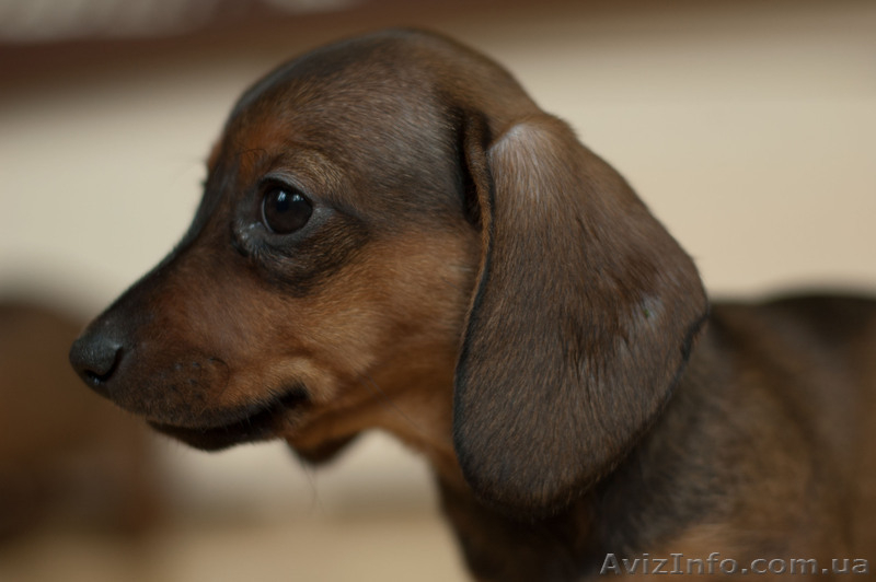 Щенки карликовой гладкошерстной таксы  - <ro>Изображение</ro><ru>Изображение</ru> #3, <ru>Объявление</ru> #718291