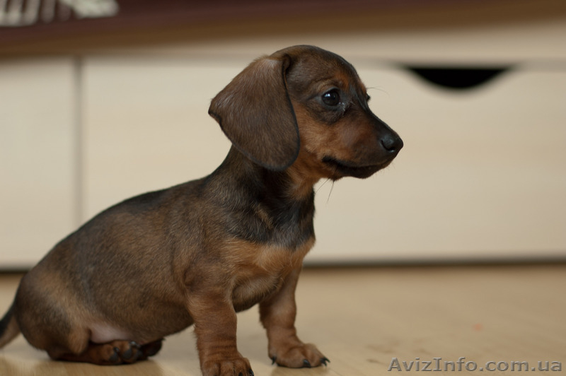 Щенки карликовой гладкошерстной таксы  - <ro>Изображение</ro><ru>Изображение</ru> #2, <ru>Объявление</ru> #718291