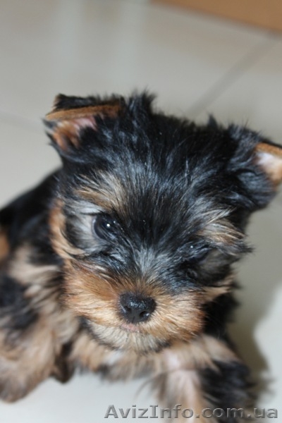 маленькие щенки йорка, 2 мес. - <ro>Изображение</ro><ru>Изображение</ru> #2, <ru>Объявление</ru> #721592