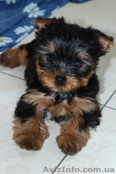 маленькие щенки йорка, 2 мес. - <ro>Изображение</ro><ru>Изображение</ru> #4, <ru>Объявление</ru> #721592