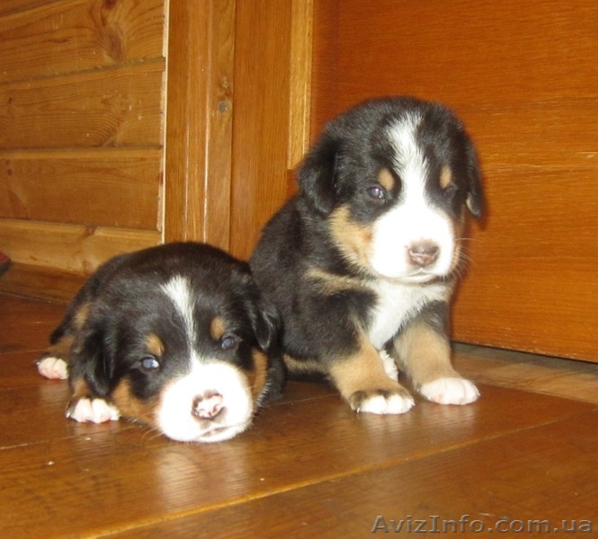 Щенки Большого Швейцарского зенненхунда! Россия - <ro>Изображение</ro><ru>Изображение</ru> #1, <ru>Объявление</ru> #718552