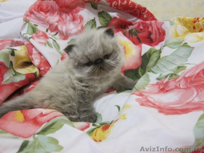 Персик 2 мес Гималайский Колор Поинт  - <ro>Изображение</ro><ru>Изображение</ru> #2, <ru>Объявление</ru> #710828