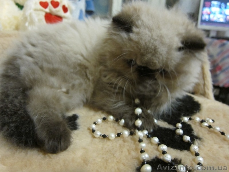 Персик 2 мес Гималайский Колор Поинт  - <ro>Изображение</ro><ru>Изображение</ru> #1, <ru>Объявление</ru> #710828