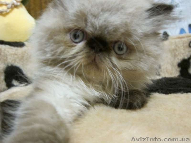 персики котята мальчики и девочки2мес - <ro>Изображение</ro><ru>Изображение</ru> #1, <ru>Объявление</ru> #712373