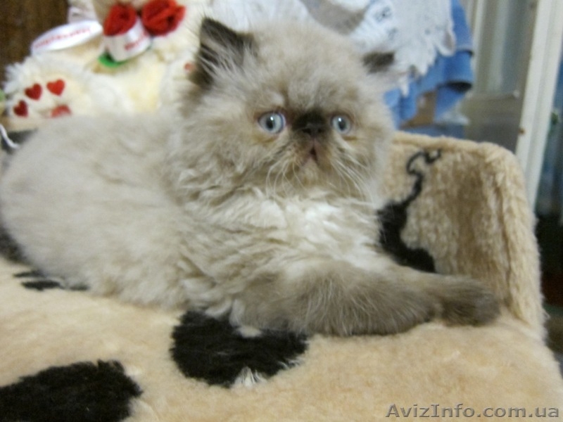 персики котята мальчики и девочки2мес - <ro>Изображение</ro><ru>Изображение</ru> #2, <ru>Объявление</ru> #712373