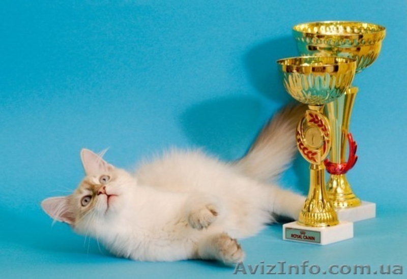 Котята шоу-класса - <ro>Изображение</ro><ru>Изображение</ru> #1, <ru>Объявление</ru> #715396