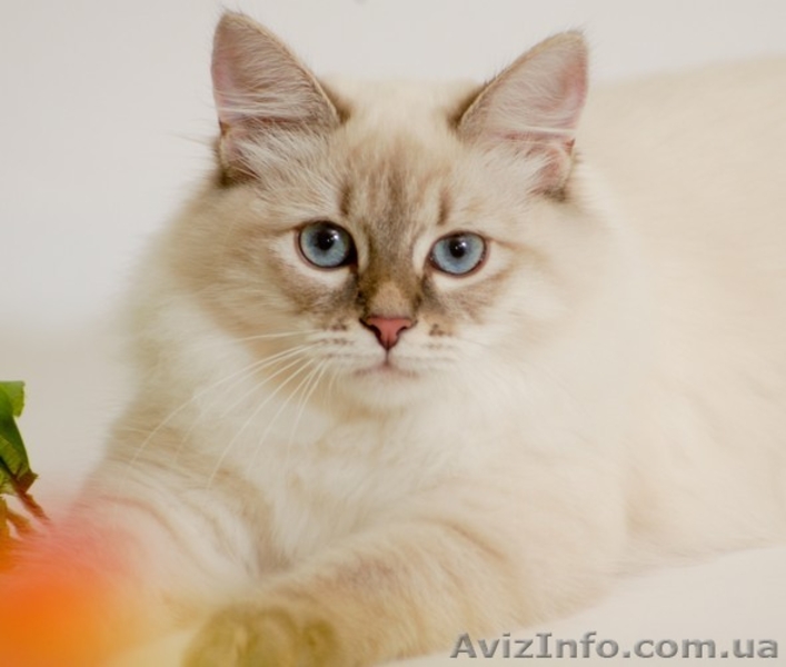 Котята шоу-класса - <ro>Изображение</ro><ru>Изображение</ru> #2, <ru>Объявление</ru> #715396