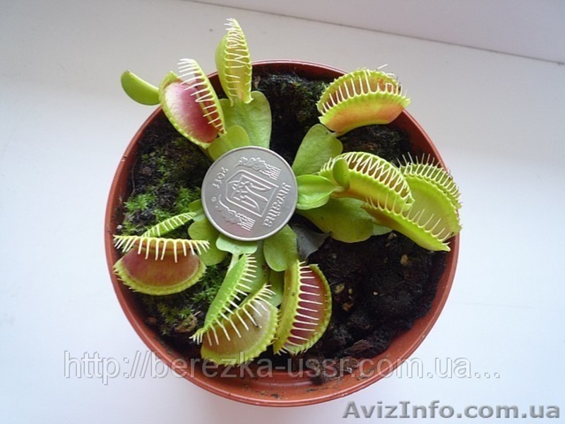 Цветок который есть мух Дионея Венерина мухоловка ( Dionaea muscipula) - <ro>Изображение</ro><ru>Изображение</ru> #4, <ru>Объявление</ru> #714109